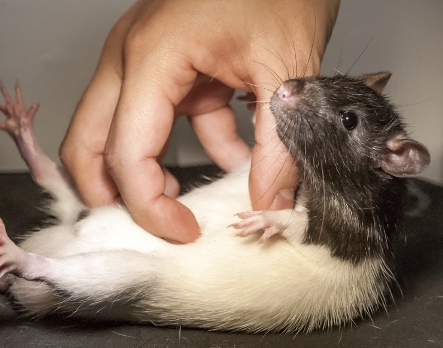 do rats have emotions